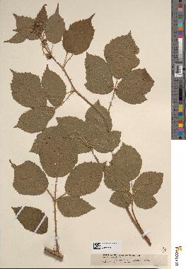 spécimen de Rubus asperidens