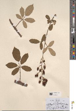 spécimen de Rubus insignitus