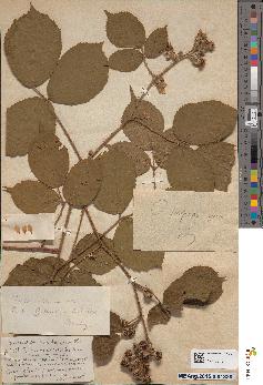 spécimen de Rubus serpens