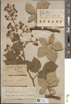 spécimen de Rubus collinus