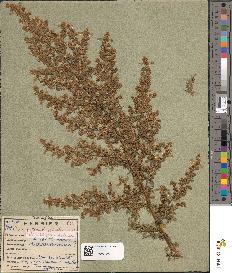 spécimen de Artemisia maritima