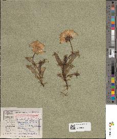 spécimen de Artemisia maritima