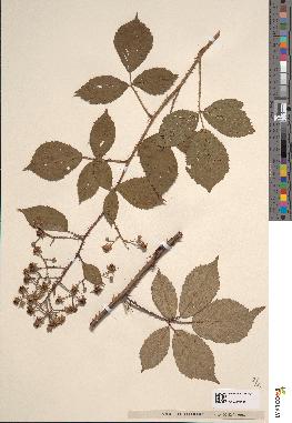 spécimen de Rubus rudis