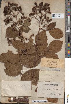 spécimen de Rubus rudiformis