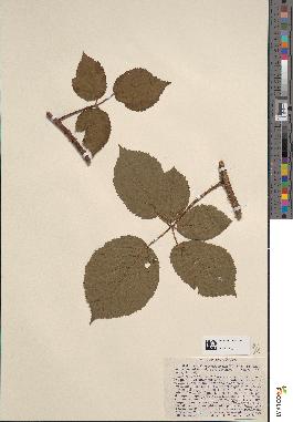 spécimen de Rubus lejeunei