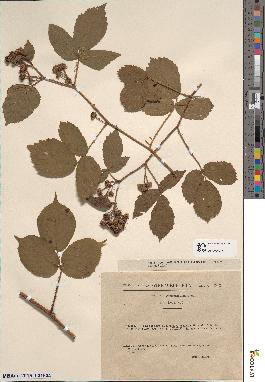 spécimen de Rubus glaucellus