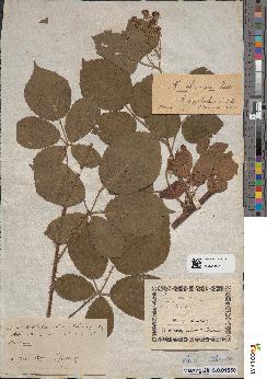 spécimen de Rubus nitidus