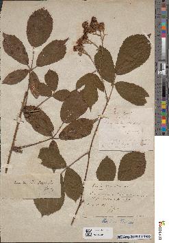spécimen de Rubus fuckelii