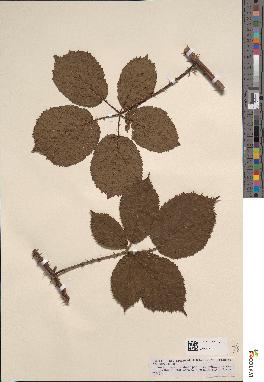 spécimen de Rubus formidabilis