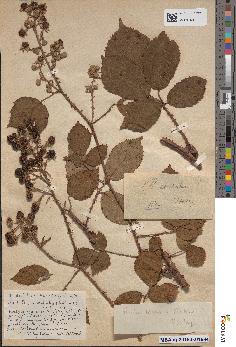 spécimen de Rubus atrorubens