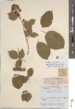 spécimen de Rubus questieri