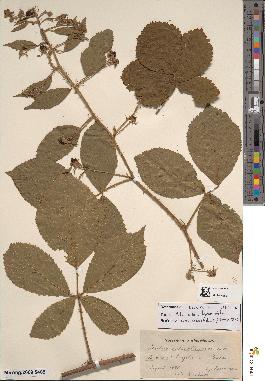 spécimen de Rubus chlorothyrsus