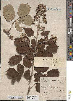 spécimen de Rubus ulmifolius