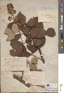 spécimen de Rubus thyrsoideus