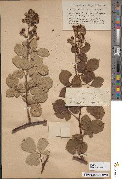 spécimen de Rubus thyrsoideus