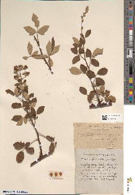spécimen de Rubus rusticanus