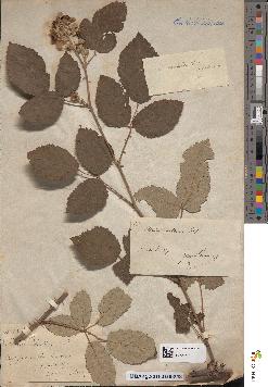 spécimen de Rubus ulmifolius