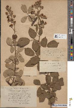 spécimen de Rubus ulmifolius