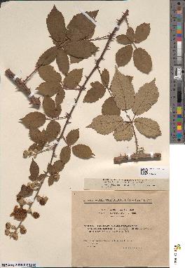 spécimen de Rubus insignitus