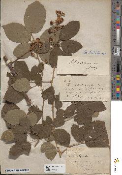 spécimen de Rubus insignitus