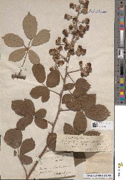 spécimen de Rubus insignitus