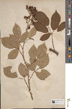 spécimen de Rubus insignitus