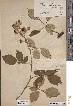 spécimen de Rubus ulmifolius