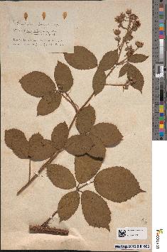 spécimen de Rubus sp.