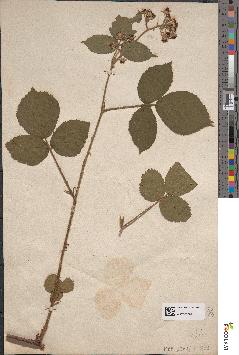 spécimen de Rubus corymbosus