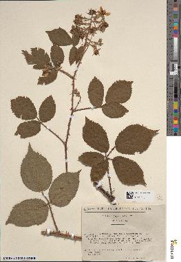 spécimen de Rubus hebecarpus