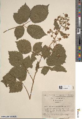 spécimen de Rubus koehleri