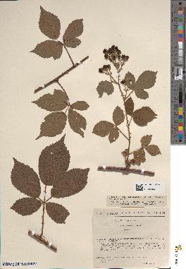 spécimen de Rubus koehleri