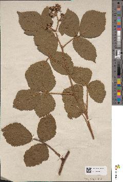 spécimen de Rubus serpens