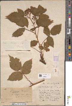 spécimen de Rubus serpens