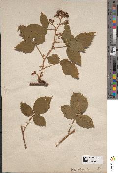 spécimen de Rubus serpens