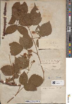 spécimen de Rubus koehleri
