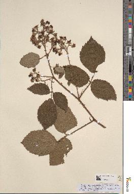 spécimen de Rubus mutabilis