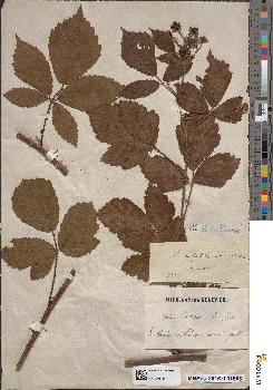 spécimen de Rubus mutabilis