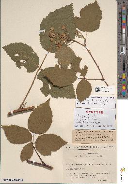 spécimen de Rubus sprengelii