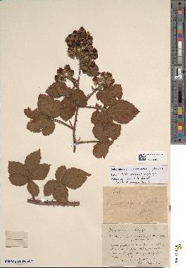 spécimen de Rubus nemorosus