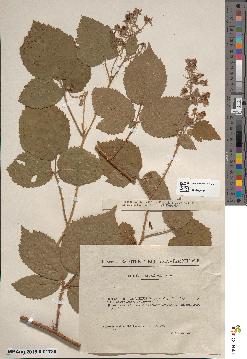 spécimen de Rubus × vietus