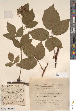 spécimen de Rubus rivularis