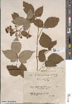 spécimen de Rubus × vranyi