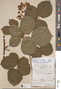 spécimen de Rubus ulmifolius x caesius