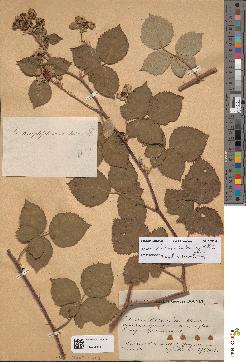 spécimen de Rubus ulmifolius x caesius