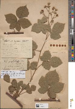spécimen de Rubus ulmifolius x caesius