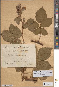 spécimen de Rubus holerythrus