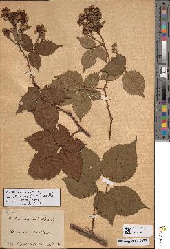 spécimen de Rubus bergii