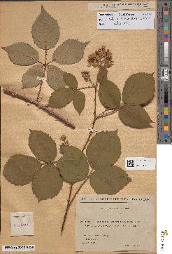 spécimen de Rubus senticosus