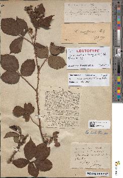 spécimen de Rubus senticosus